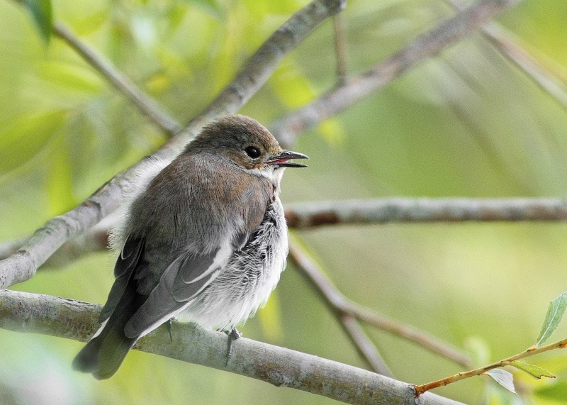 Photo Oiseaux Gobemouche noir (Ficedula hypoleuca)