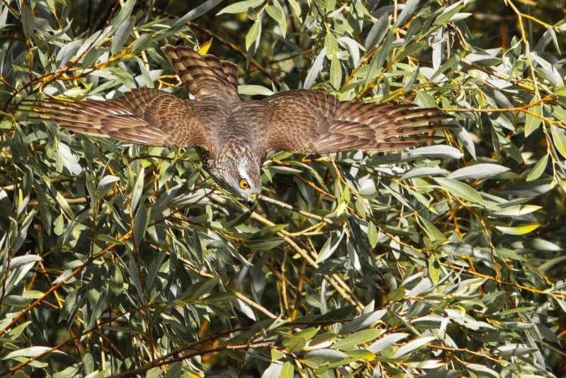 Photo Oiseaux Épervier d'Europe (Accipiter nisus)