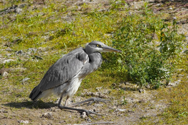 Photo Oiseaux Héron cendré (Ardea cinerea)