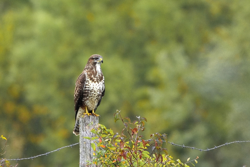 Photo Oiseaux Buse variable (Buteo Buteo)