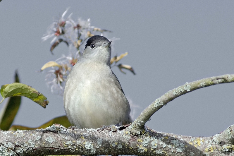 Photo Oiseaux Fauvette à tête noire (Sylvia atricapilla)