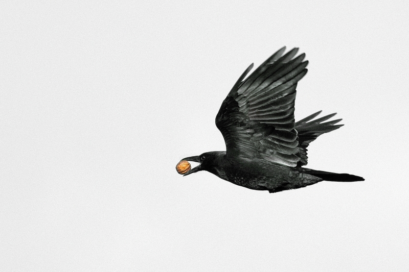 Photo Oiseaux Corneille noire (Corvus corone)