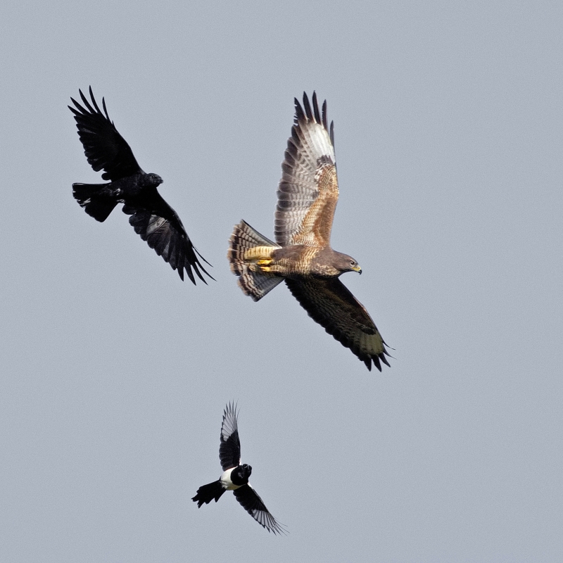 Photo Oiseaux Buse variable (Buteo Buteo)