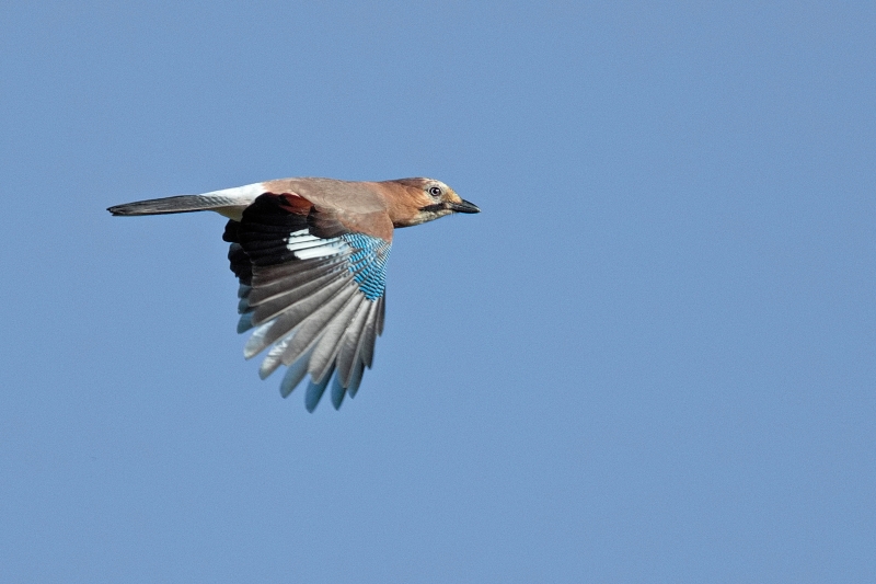 Photo Oiseaux Geai des chènes (Garrulus glandarius)