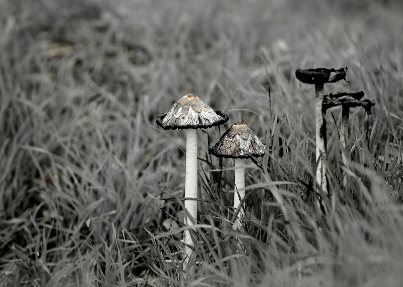 Photo Autres Coprin chevelu (Coprinus comatus)