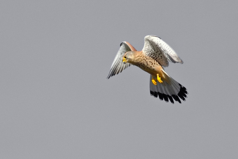 Photo Oiseaux Faucon crécerelle (Falco tinnunculus)