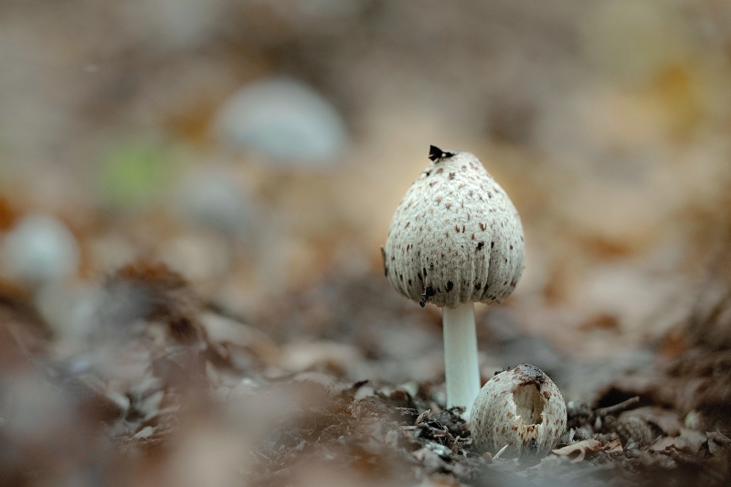 Photo Autres Coprin noir d'encre (Coprinopsis atramentaria)