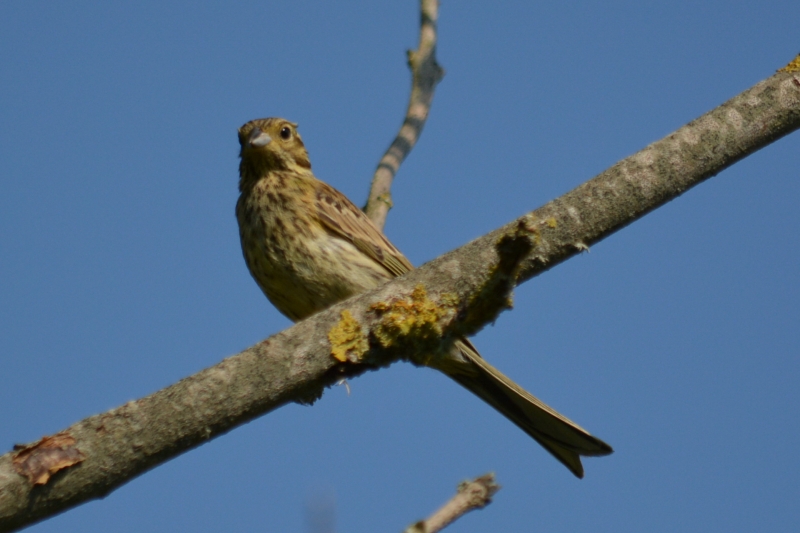 Oiseaux Bruant sp