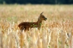  jeune chevreuil immature