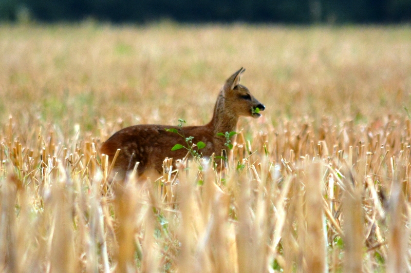 SAN_9557.JPG jeune chevreuil immature