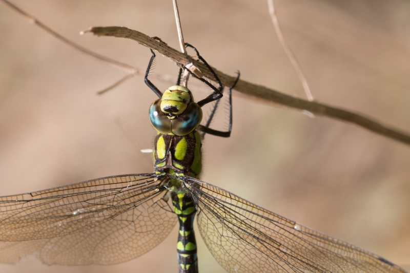 Aeschne_bleue_male_Aeschna_cyanea_5-3.jpg Aeschne bleue (Aeshna cyanea)