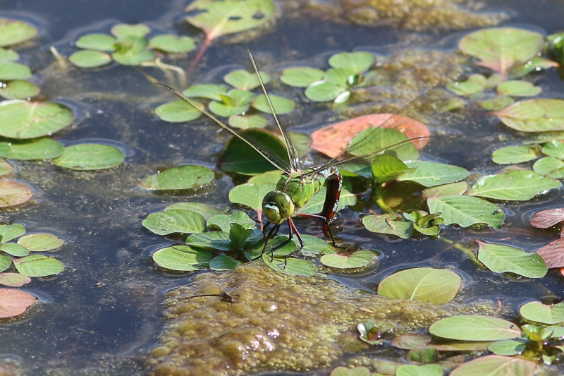 Anax_empereur_Anax_imperator_femelle_9.jpg Anax empereur (Anax imperator)