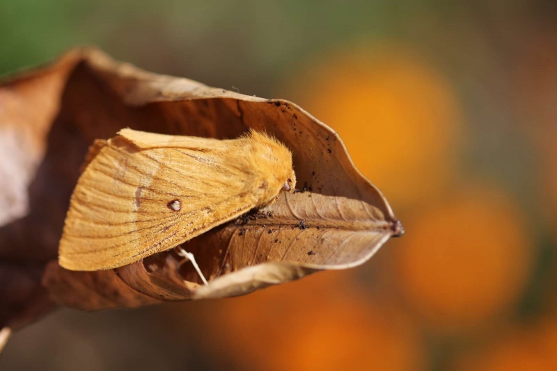 Bombyx_du_chene_Lasiocampa_quercus_1-2.JPG