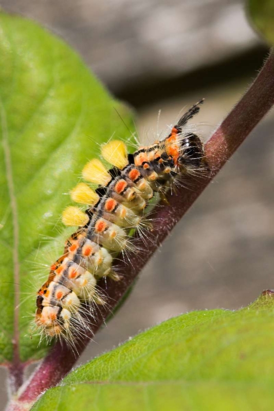 Bombyx_etoile_Orgyia_antiqua_2.jpg