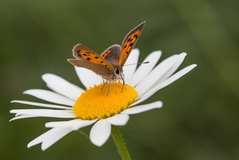 Cuivre_commun_Lycaena_phlaeas_2.jpg