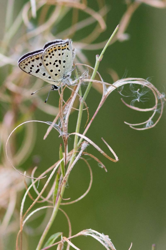 Cuivre_fuligineux_Lycaena_tityrus_7.jpg