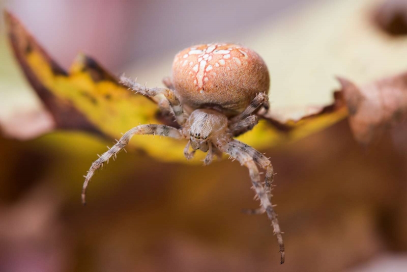 Photo Araignées