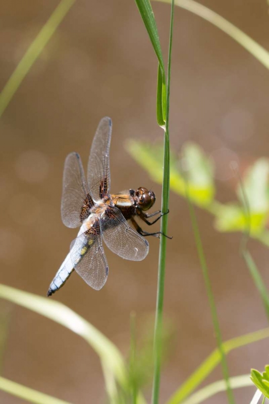 Photo Insectes