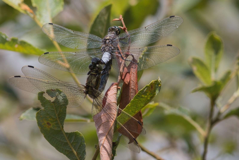 Photo Insectes