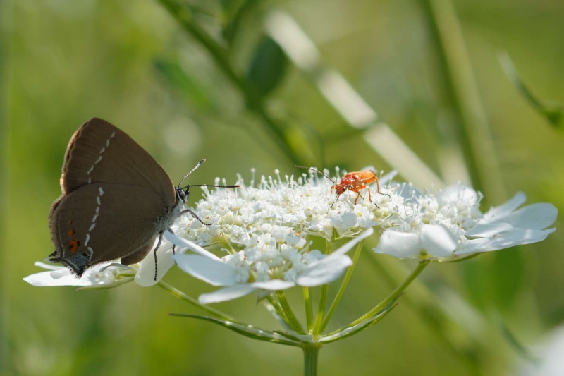 Thecla_des_nerpruns_Satyrium_spini_2.jpg