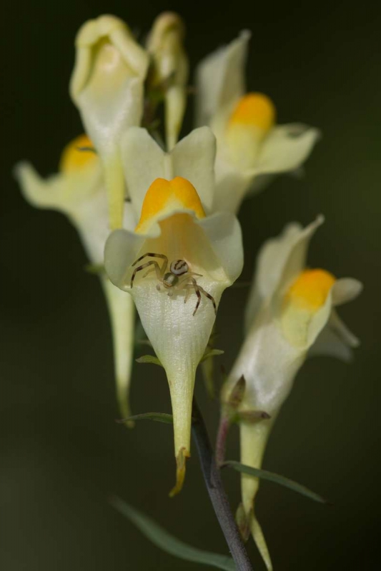 Thomise_variable_Misumena_vatia_15.jpg