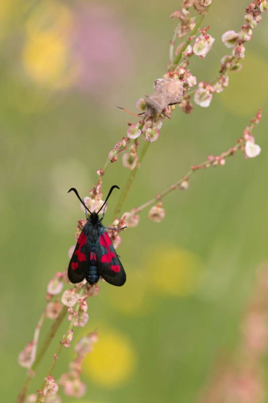 Zygene_des_pres_Zygaena_trifolii_6.jpg