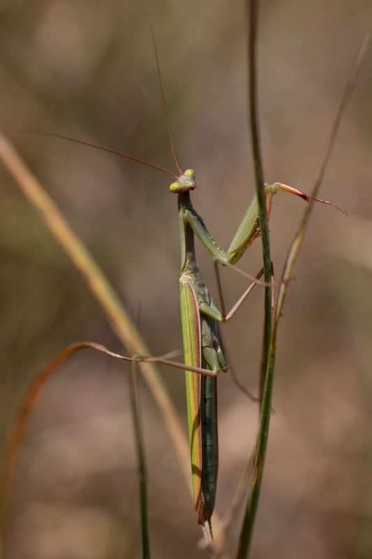 Photo Insectes