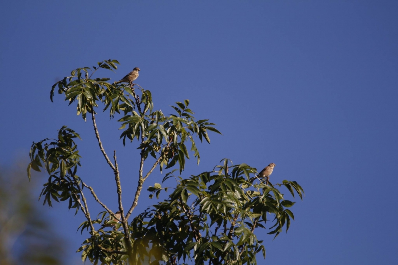 Oiseaux Linotte mélodieuse