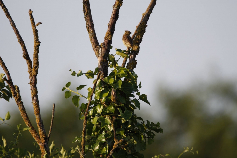 Oiseaux Bruant jaune femelle