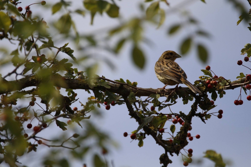 Oiseaux Bruant jaune femelle