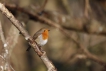 Oiseaux Rouge-gorge familier (Erithacus rubecula)