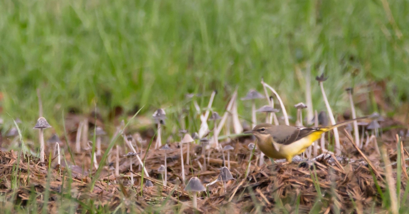 Photo Oiseaux Bergeronnette des ruisseaux (Motacilla cinerea)