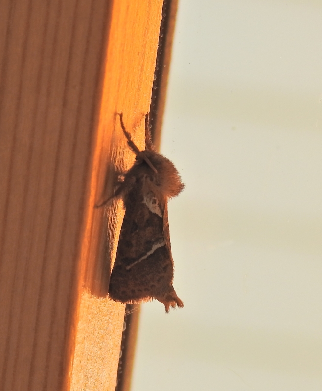 Insectes et Araignées Louvette (Pharmacis lupulina)