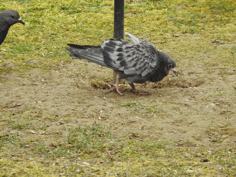 Oiseaux Pigeon biset domestique ( pigeon de ville) juvénile