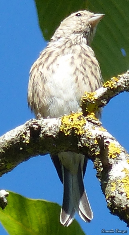 Oiseaux Linotte mélodieuse