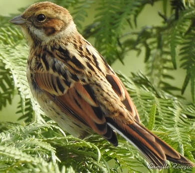 Oiseaux Bruant des roseaux