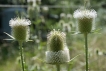 Flore Cardères blanches