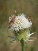 Insectes Decticelle cendrée