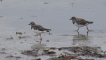 Oiseaux Tournepierre à collier