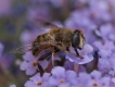 Insectes abeille domestique (apis mellifera)