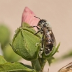 Insectes abeille domestique (apis mellifera)