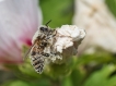 Insectes abeille domestique (apis mellifera)