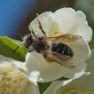 Insectes Abeille noire