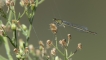 Insectes agrion à larges pattes (Platycnemis pennipes)