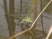 Insectes Anax empereur femelle