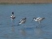 Oiseaux avocette elegante