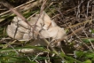 Insectes Bombyx du mûrier