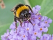 Insectes bourdon terrestre (Bombus terrestris)