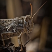 Insectes Caloptène italien