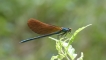 Insectes Calopteryx virgo méridionalis mâle